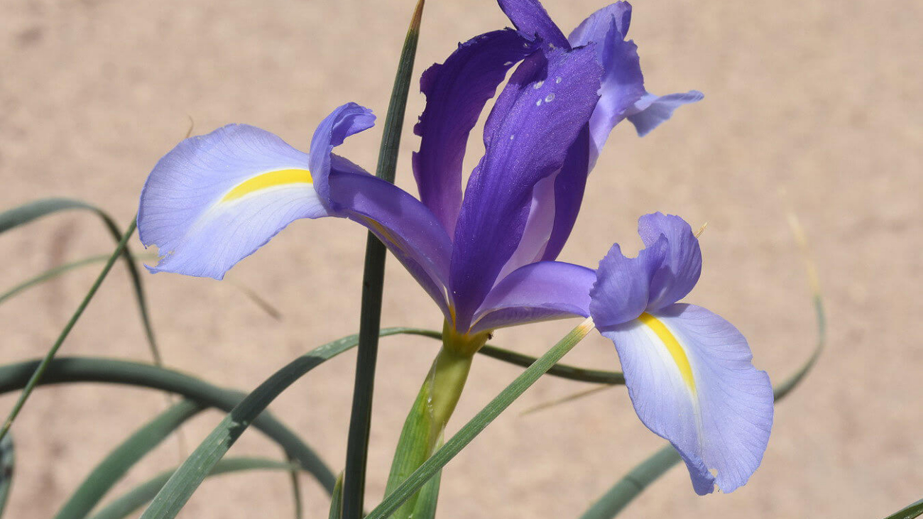 iris descriptions