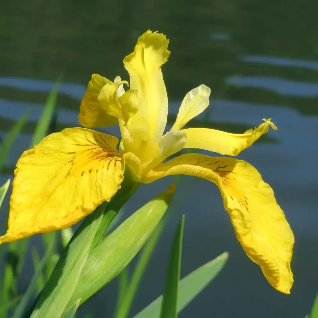 Iris Reproduction