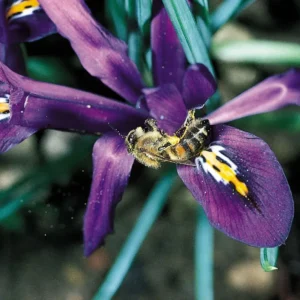 Iris Reproduction