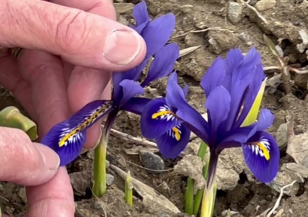 Miniature Dwarf Irises