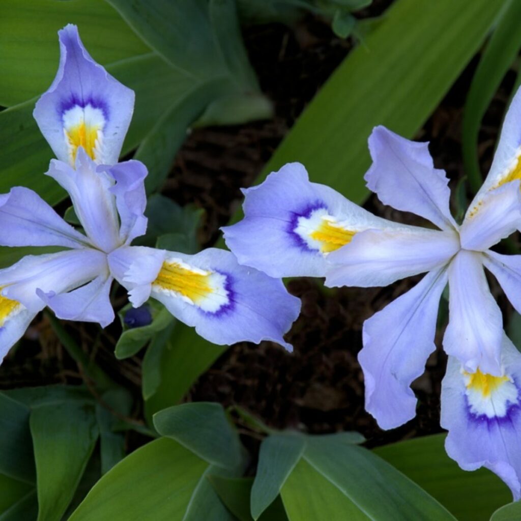 Miniature Dwarf Irises