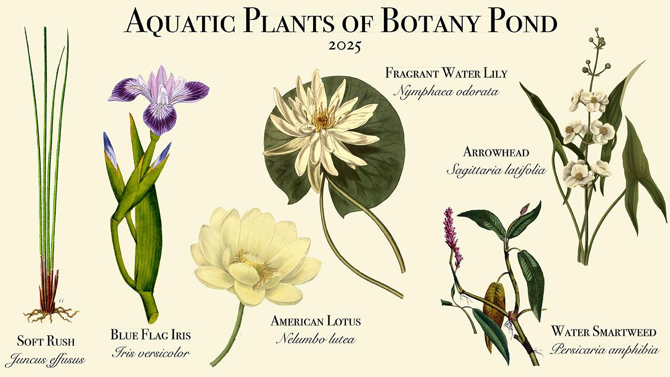 aquatic plants of botany pond