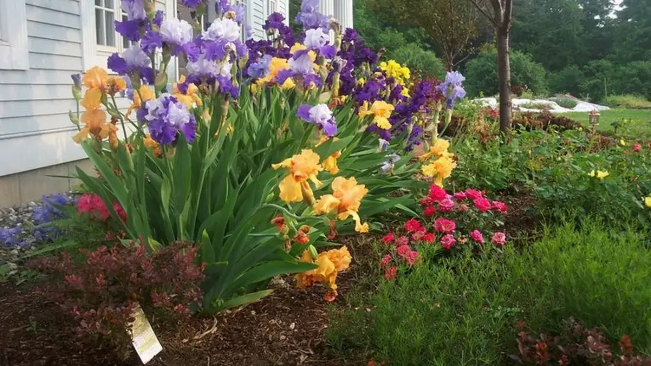 Hybridizing Bearded Irises