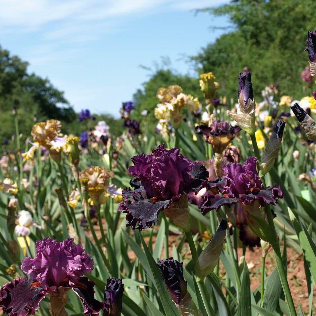 Hybridizing Bearded Irises