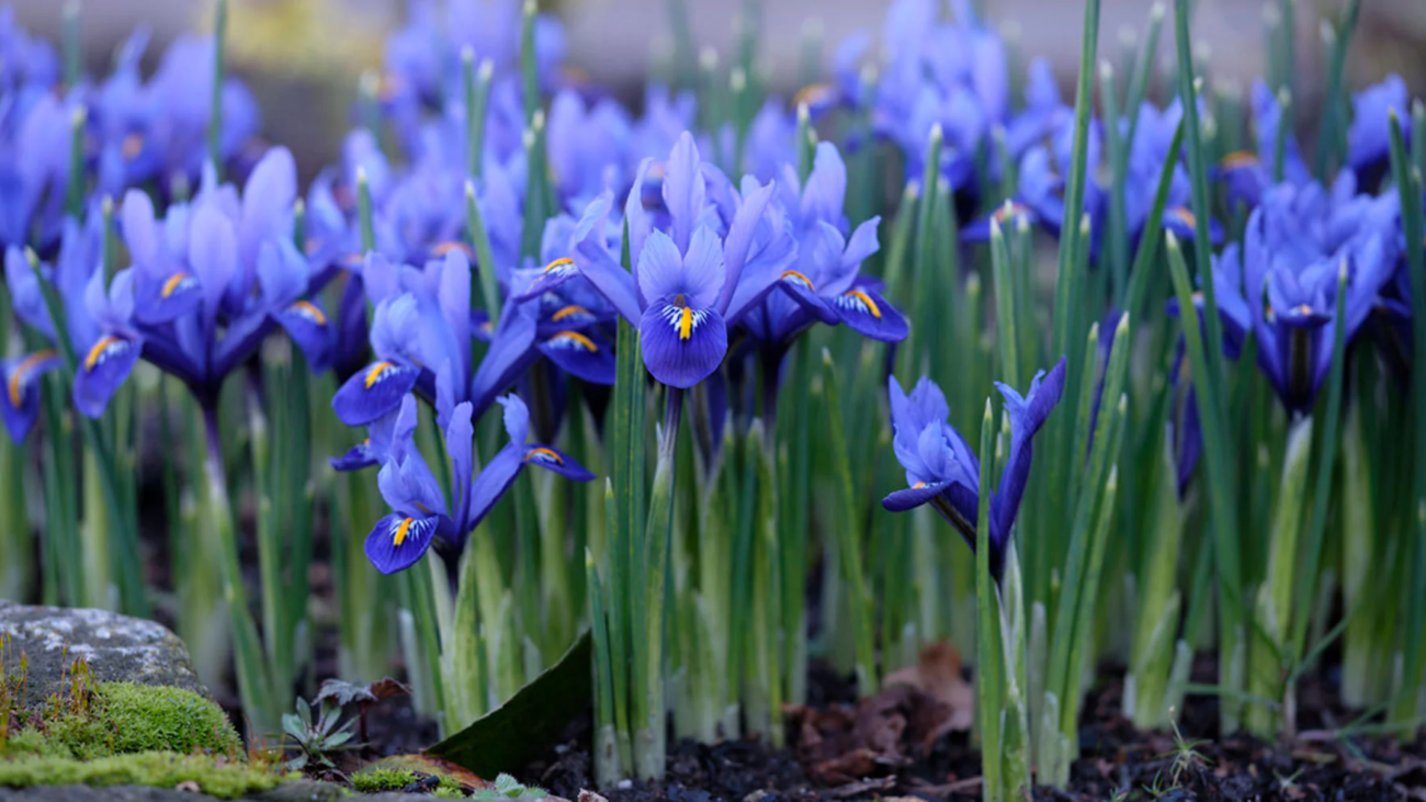 iris reticulata dark blue specie