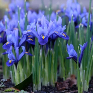 Miniature Dwarf Irises