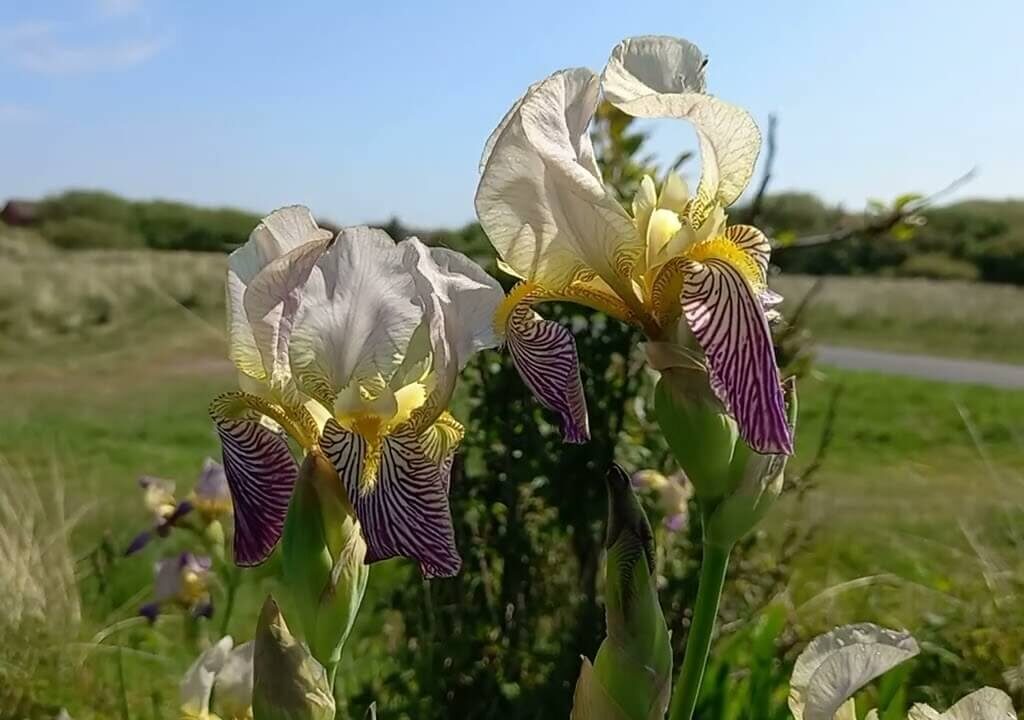 Hybridizing Bearded Irises