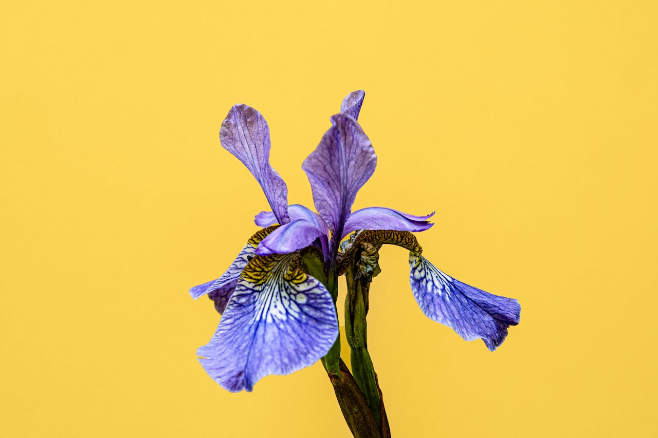 Close-up of a vibrant purple iris flower on a bold yellow background, highlighting its intricate details.