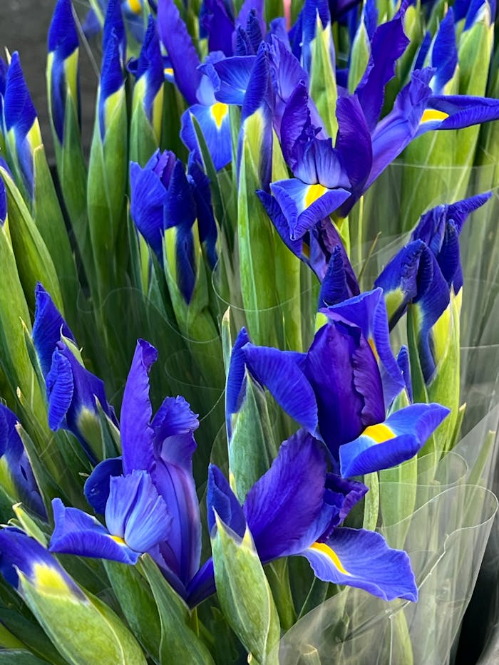 Close-up of vibrant blue iris flowers with green stems, showcasing their striking petals.