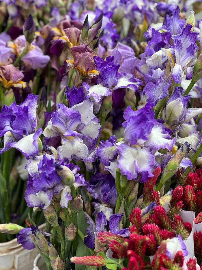 Colorful display of purple and white iris flowers in close-up, showcasing natural beauty.