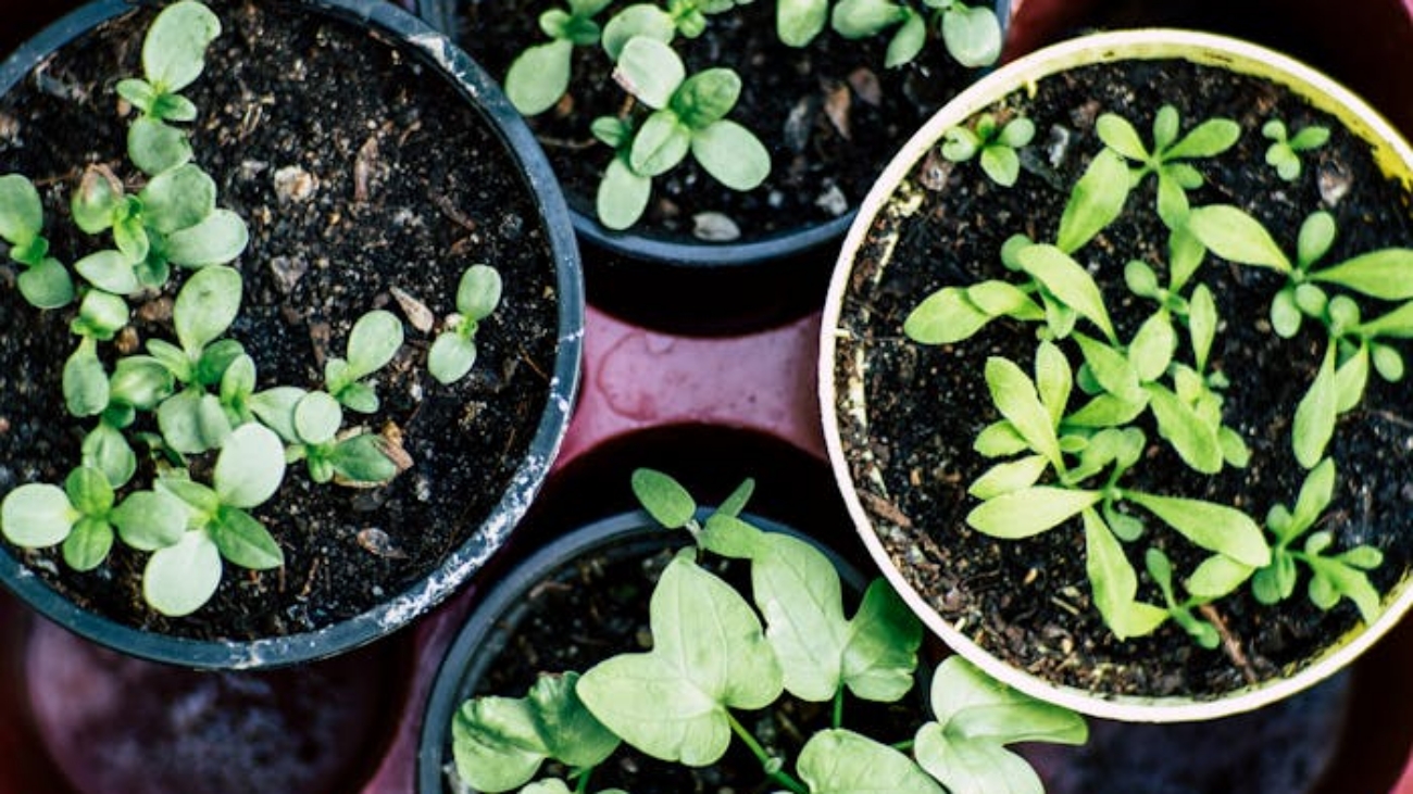 Top view of multiple pots with herb seedlings growing in soil, ideal for gardening enthusiasts.