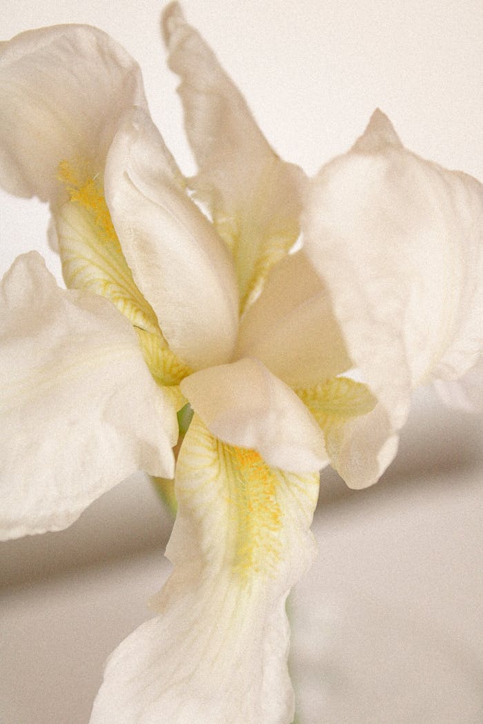 A close-up of a beautiful white iris flower captured in gentle lighting, highlighting its intricate petals.