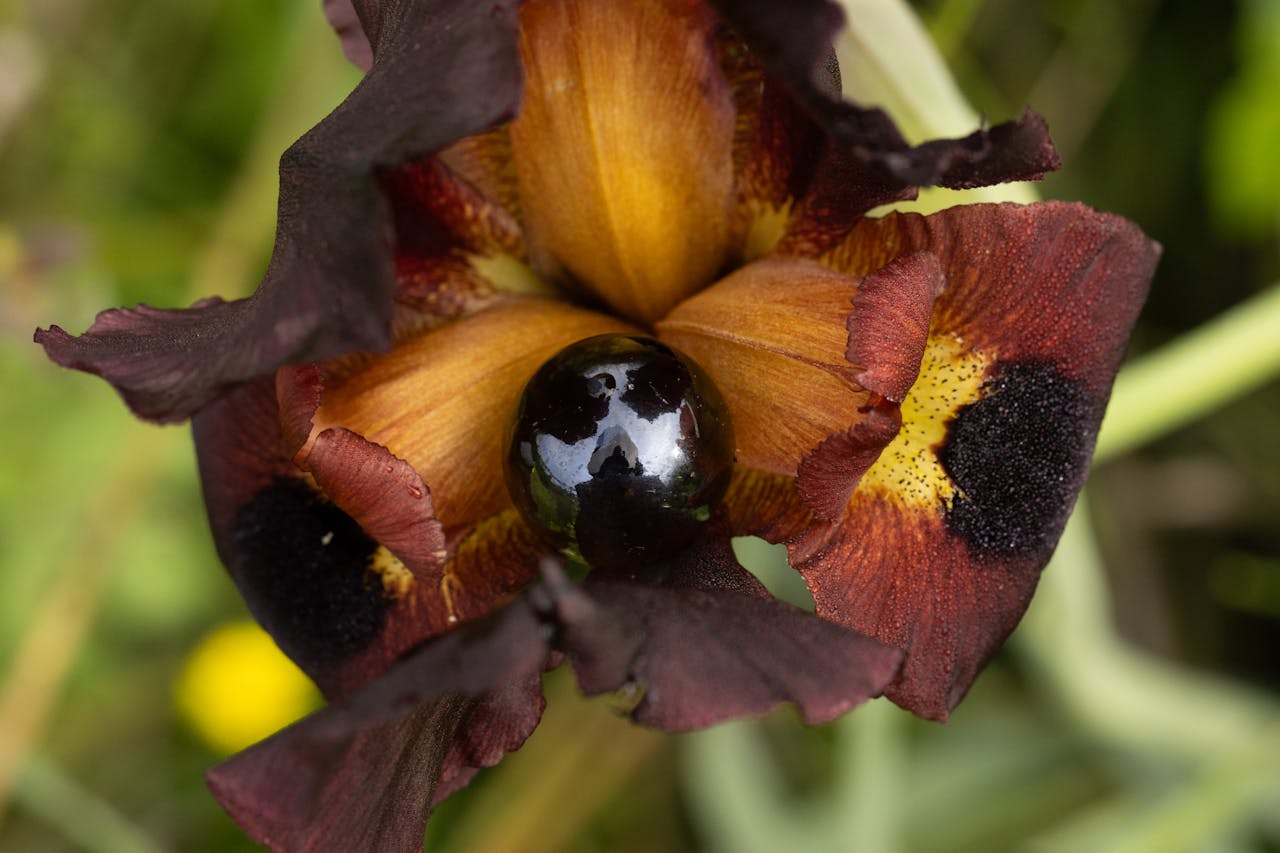 Macro shot of a dark-hued bearded iris flower in full bloom with detailed petal textures.