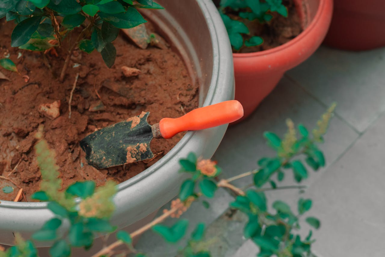 A garden trowel rests in a pot with soil and young plant, perfect for gardening themes.