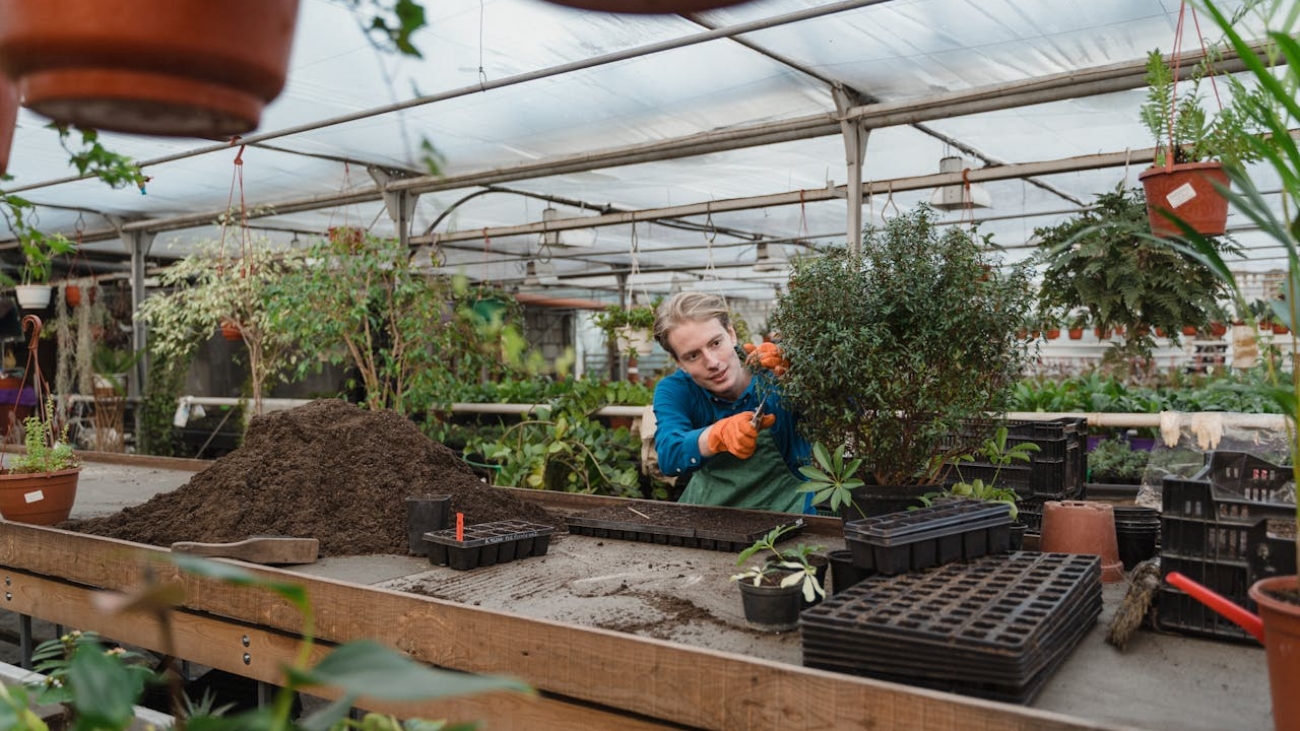 Man working in an indoor greenhouse environment, tending to plants with gardening tools.