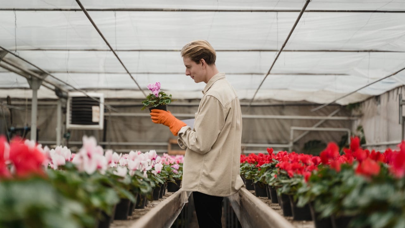 Horticulturist inspecting pink cyclamen flowers in a greenhouse setting.