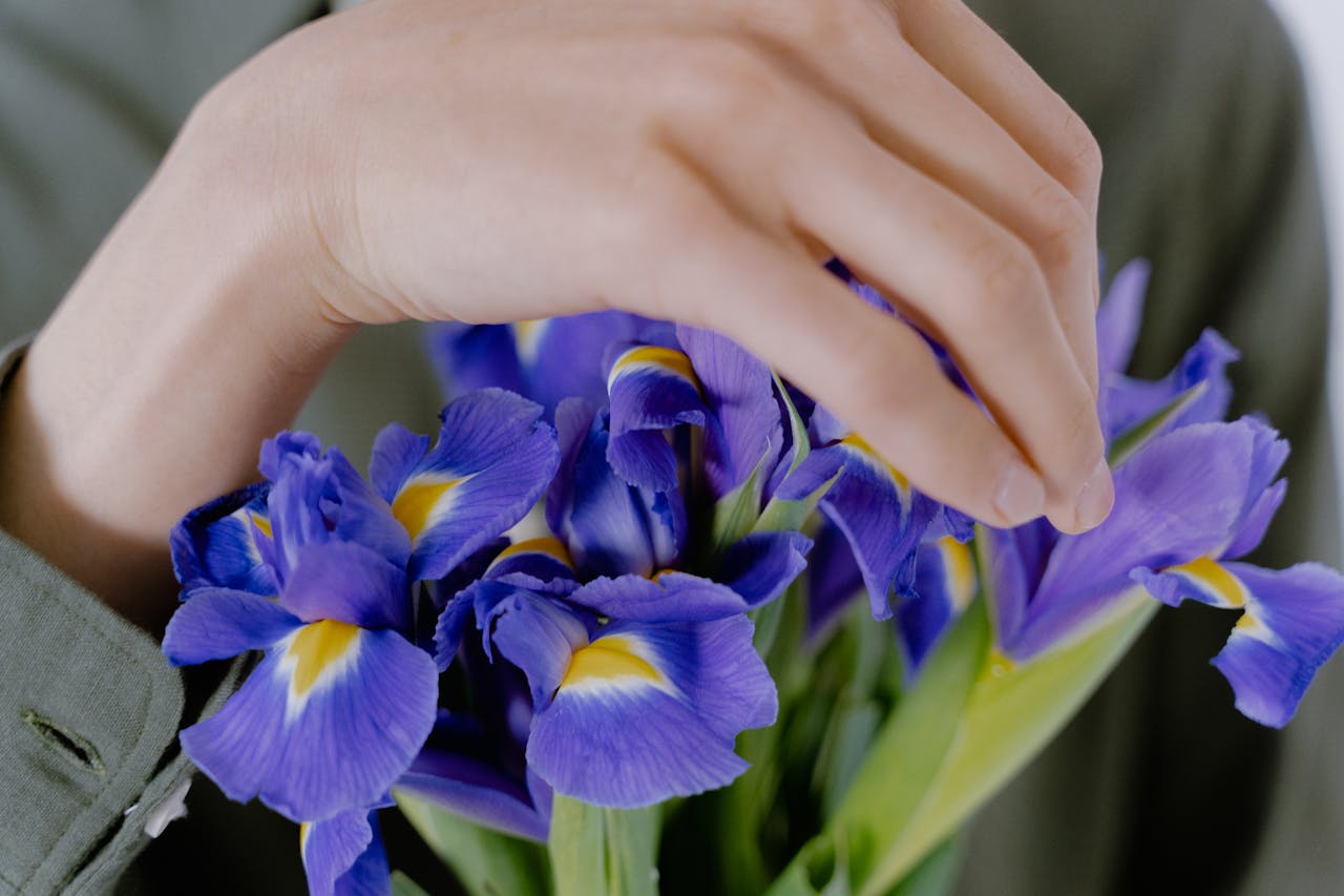 A close-up of a hand gently touching purple Dutch irises, showcasing their vivid colors and delicate petals.