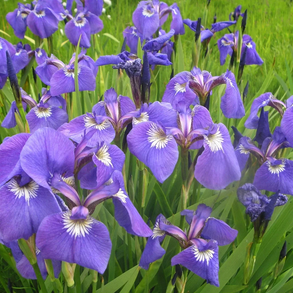 purple iris
