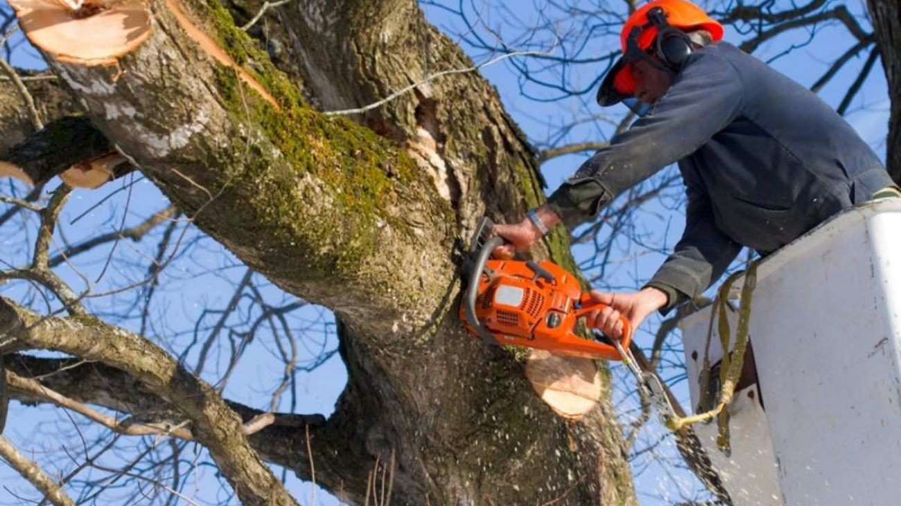tree removal near me