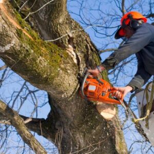 How Accurate Are Tree Removal Near Me Quotes Online