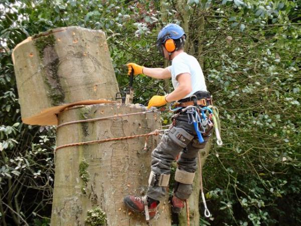 Tree Removal