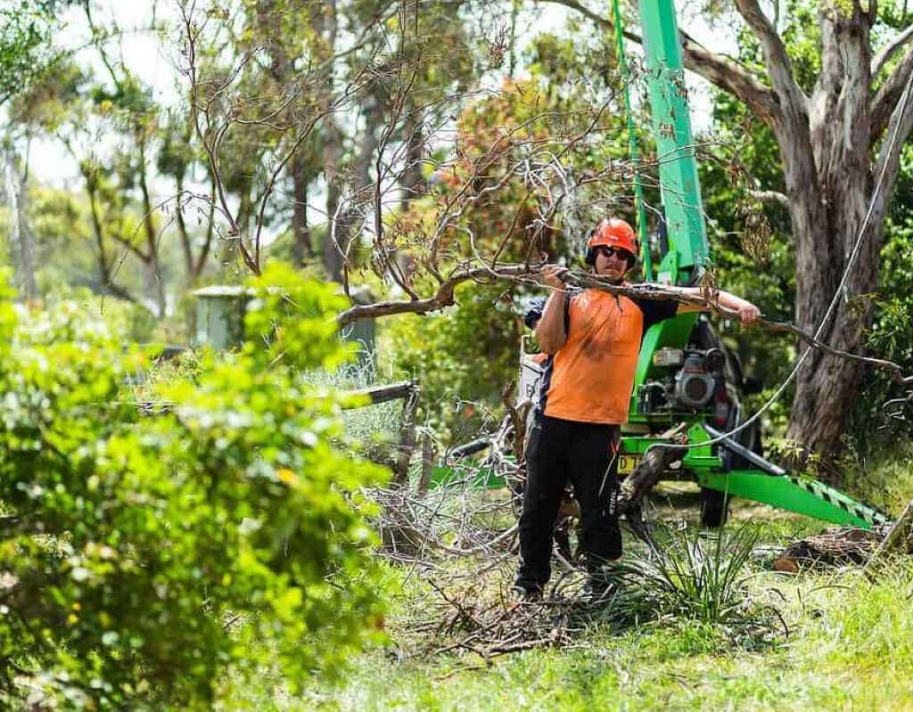 tree removal near me
