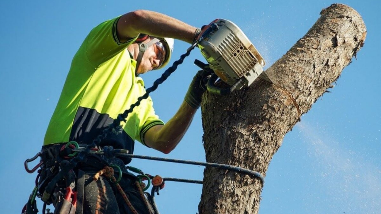 tree removals