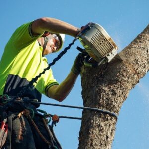 Do Tree Removals Require Council Approval In Sydney NSW