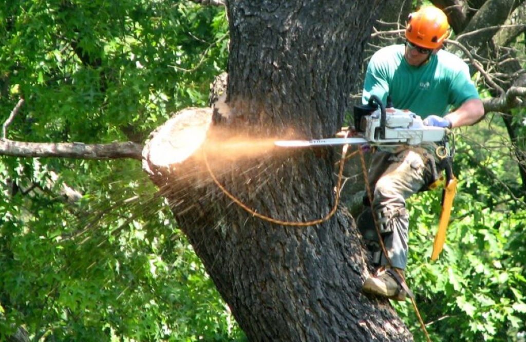 tree removals